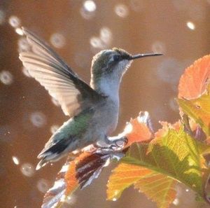 Meet your Posher, Robin